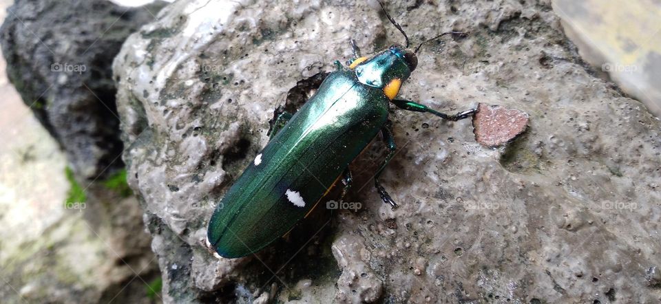 This insect lands on the artificial stone in the yard