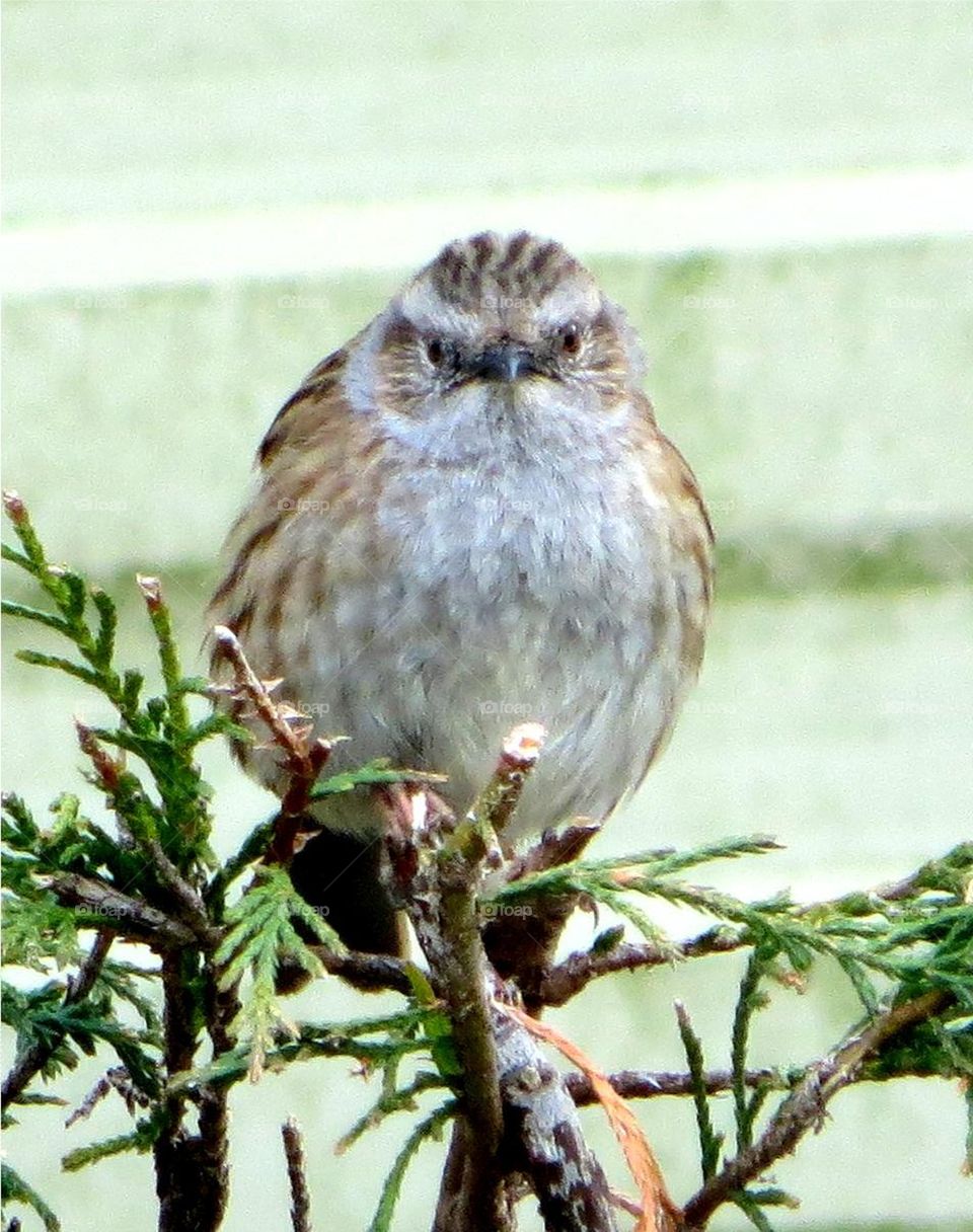 grumpy sparrow