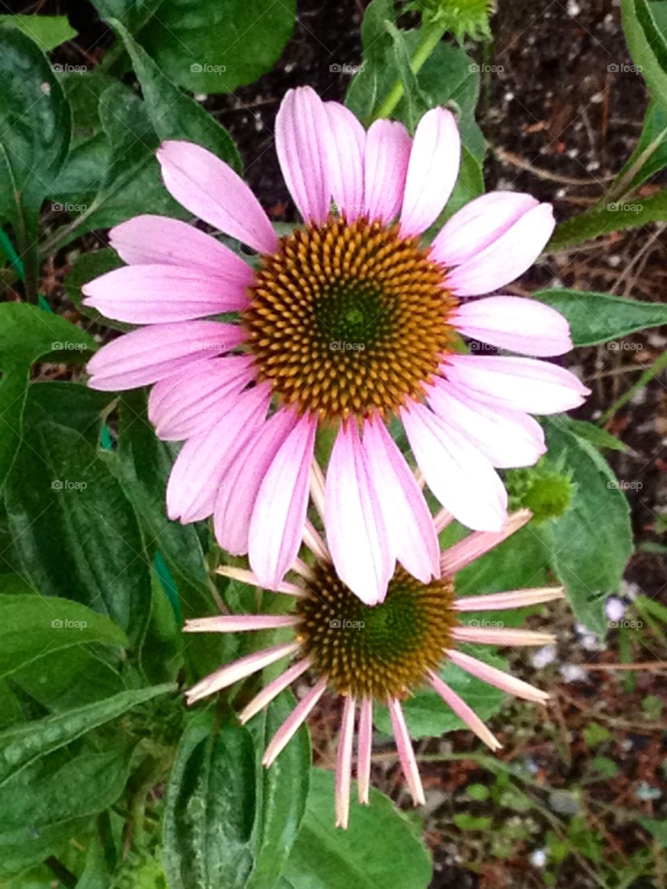 Coneflower pic taken from above.