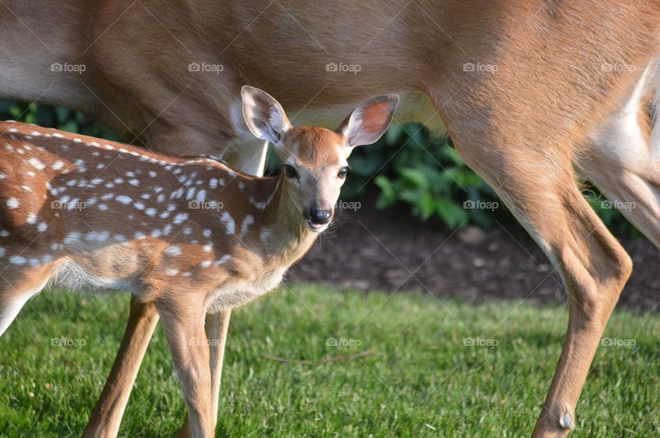 Deer and fawn on grassy field