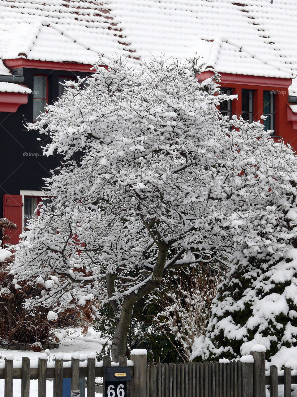 Snow on tree with houses in background in Berlin, Germany.