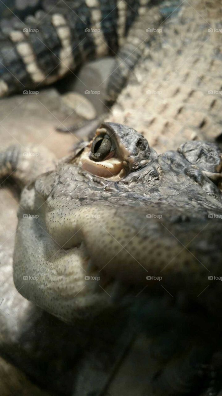 Gator Close Up