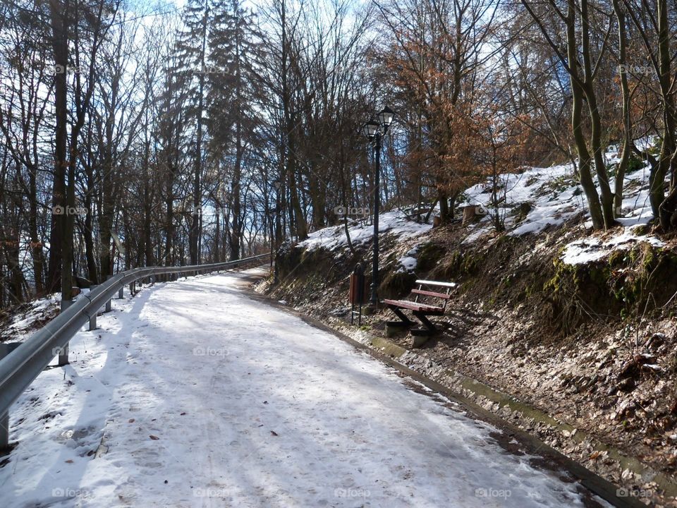 forest path