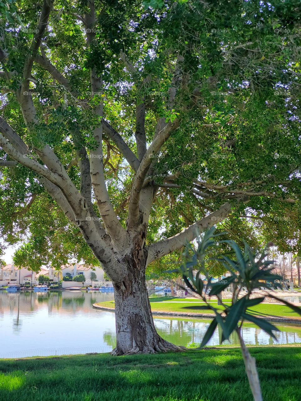Beautiful Tree by the Lake