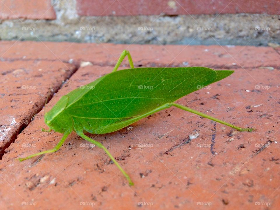 In disguise . Leaf bug