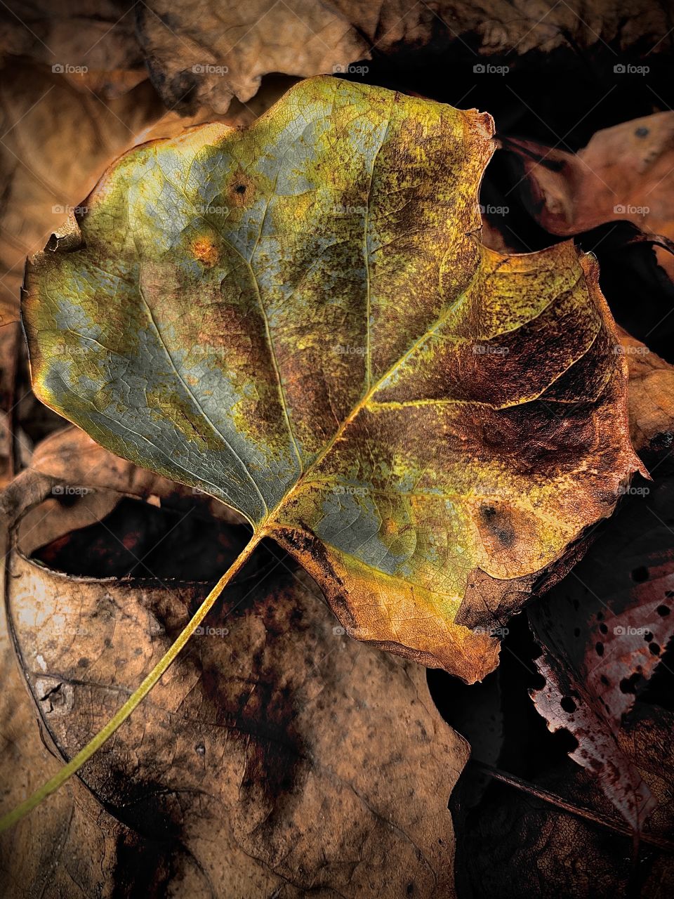 Colorful autumn leaf 