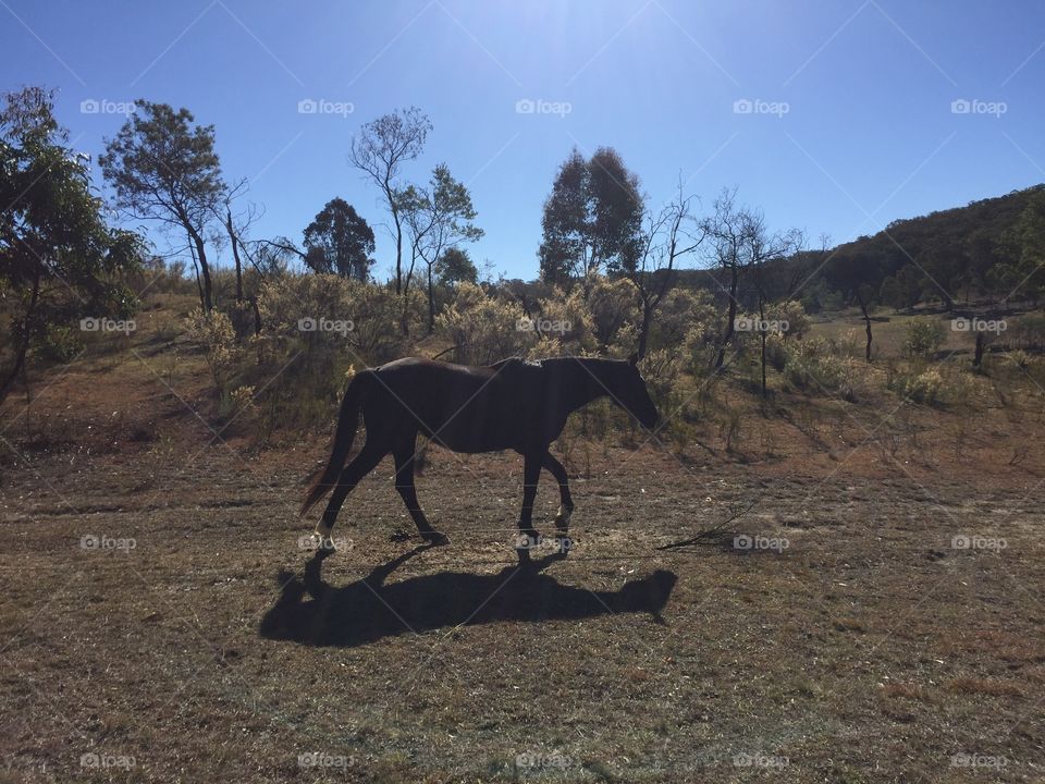 Horse on field