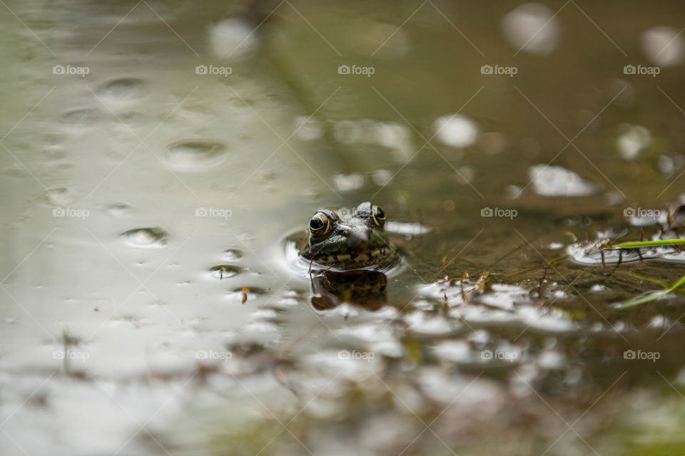 Frog, Water, Amphibian, Reflection, Wet
