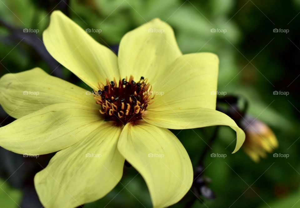 Yellow bright flower