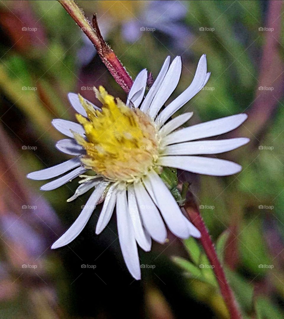 Nature, Flower, Flora, Garden, Blooming