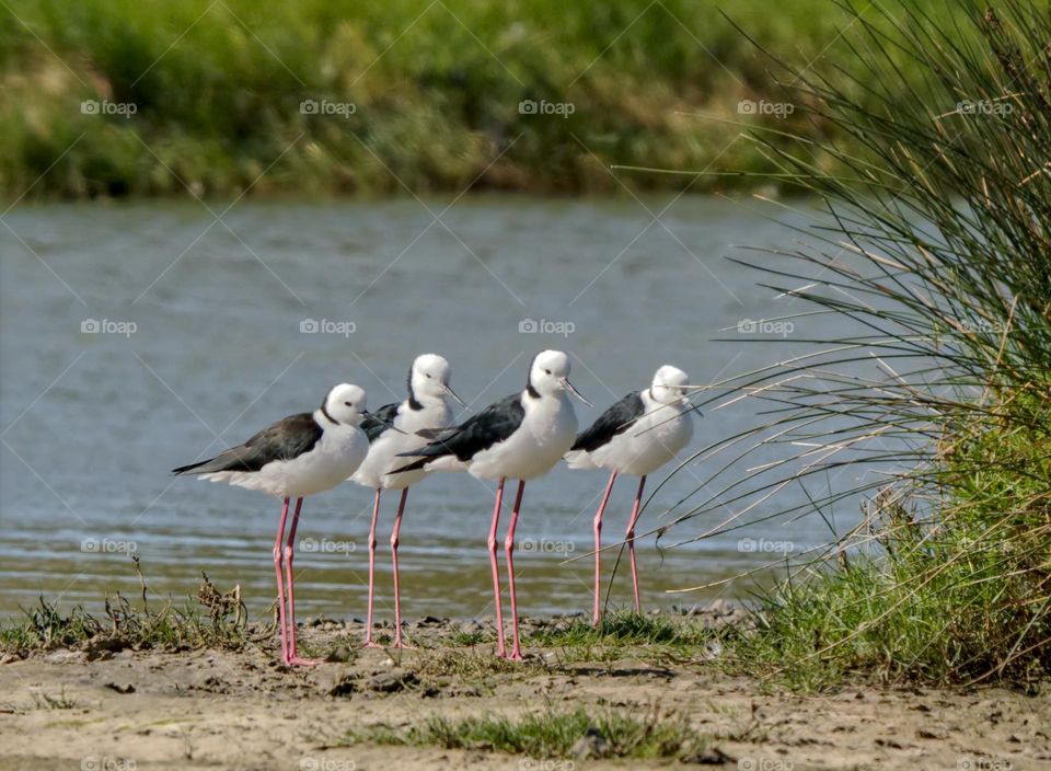 Four waders