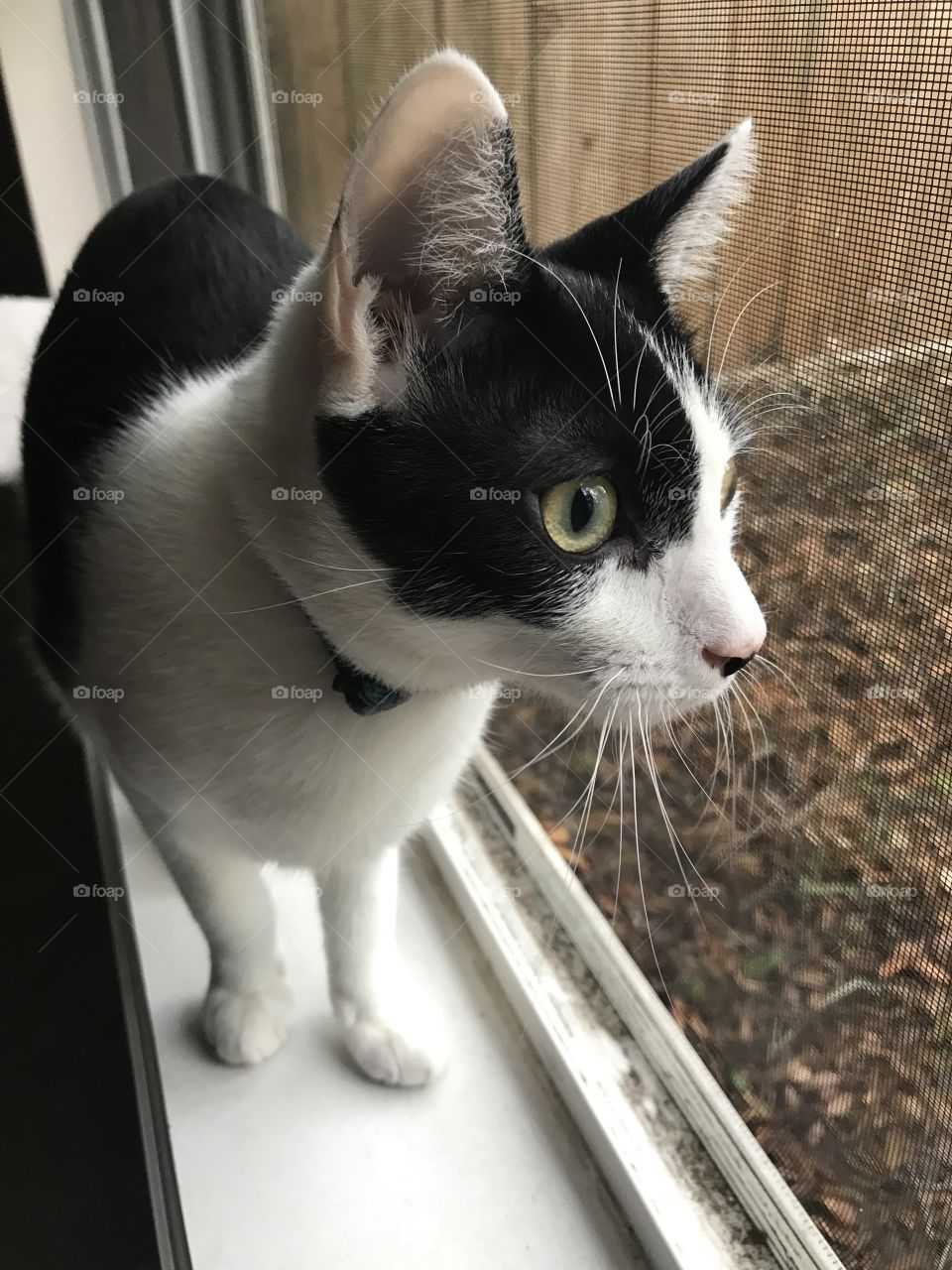 Hunter in the making 