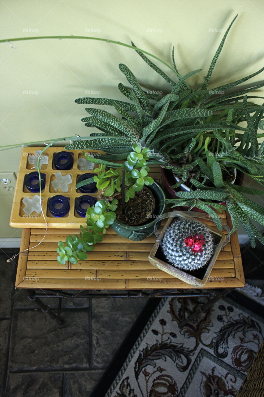 Potted Plant Variety with Tic Tac Toe, Flat Lay