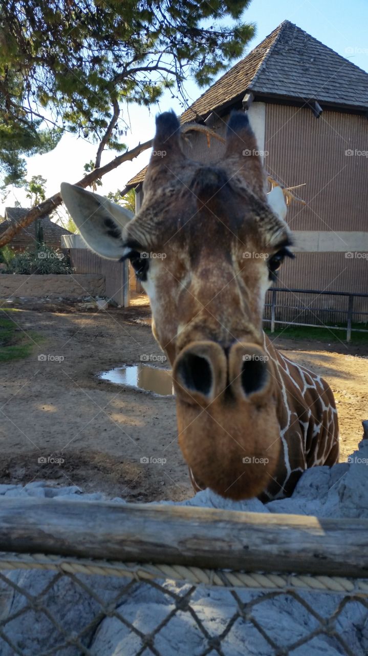 Reid Zoo, Tucson Arizonia