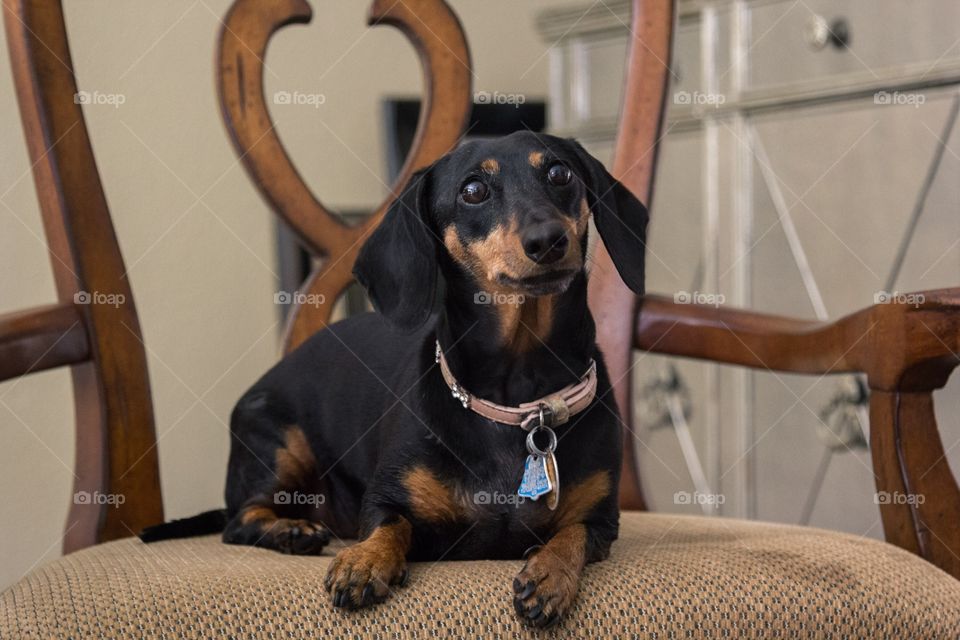 Twiggy the adorable Dachshund