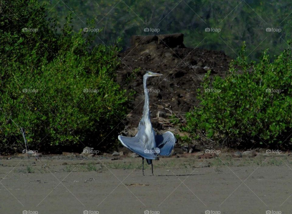 Grey egret. Solitary dancing for get interest of others. The large size bird of waterbirds. Actually watched for 2 - 3 birds at the salt habitat field .