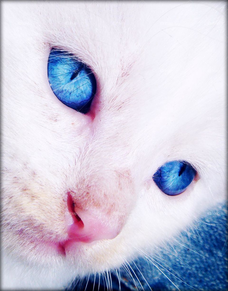 White lovely cat with blue eyes close up shooting amazing wildlife beautiful cats super profile image