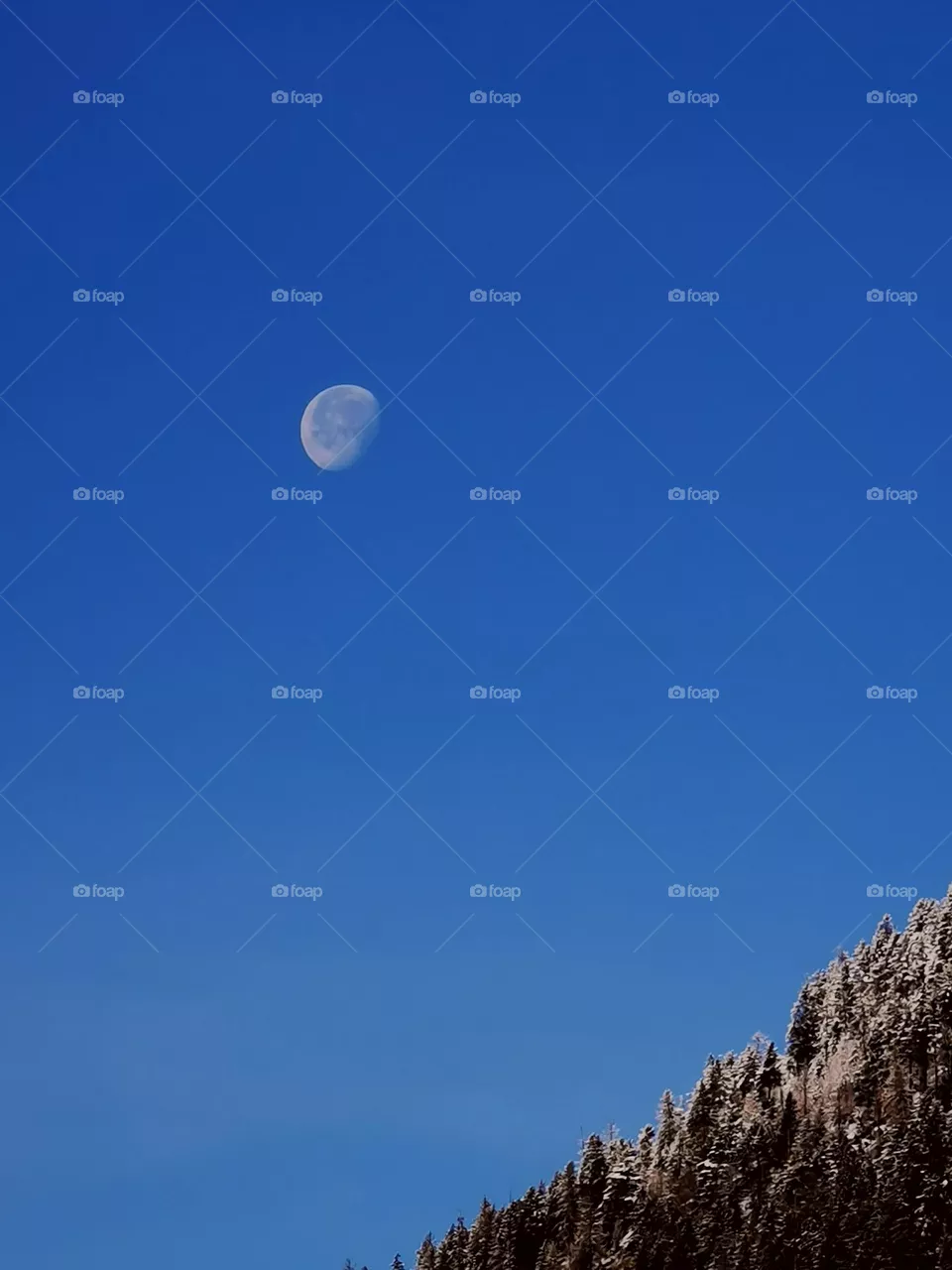 Morning Moon