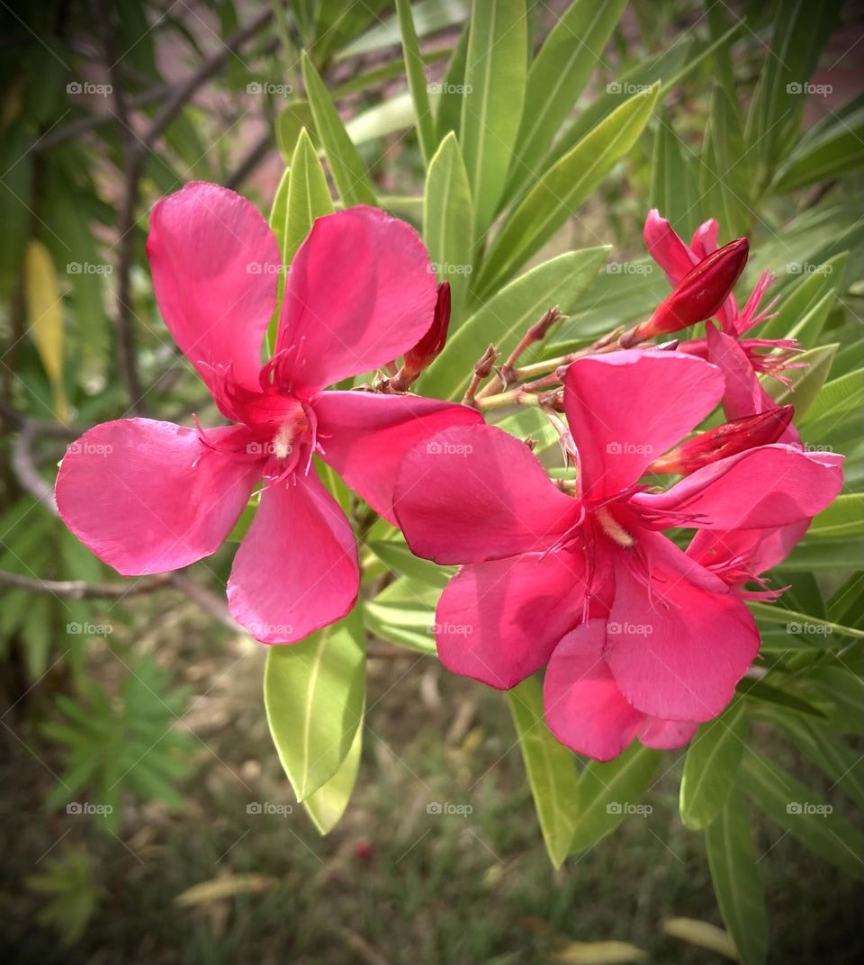 🌹 🇺🇸 Very beautiful flowers to brighten our day.  Live nature and its beauty. Did you like the delicate petals? / 🇧🇷 Flores muito bonitas para alegrar nosso dia. Viva a natureza e sua beleza. Gostaram das pétalas delicadas? 