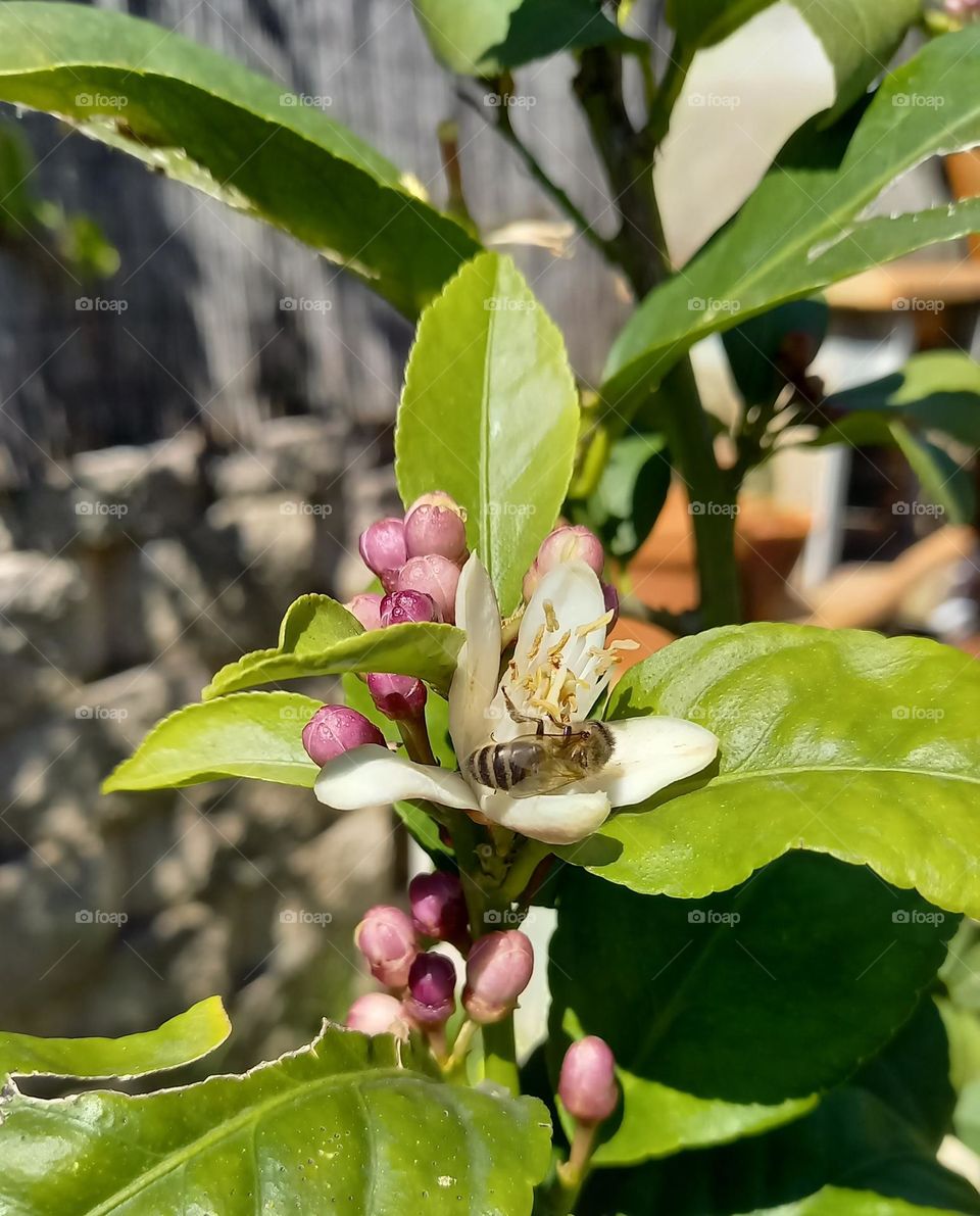 Abeja libadora en flor de limonero
