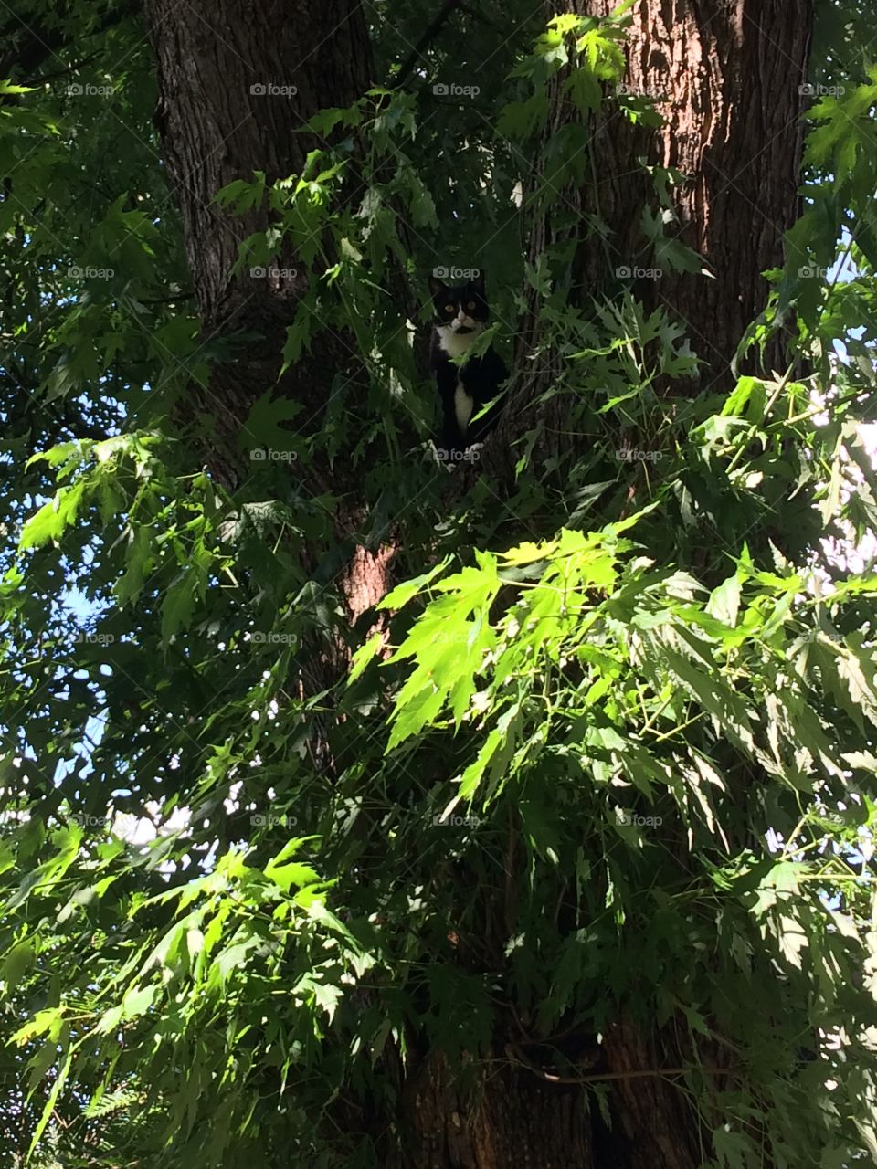 Lu cat in a tree