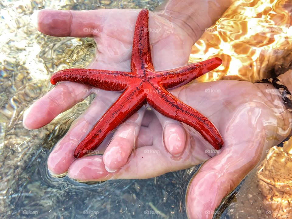 Starfish👌