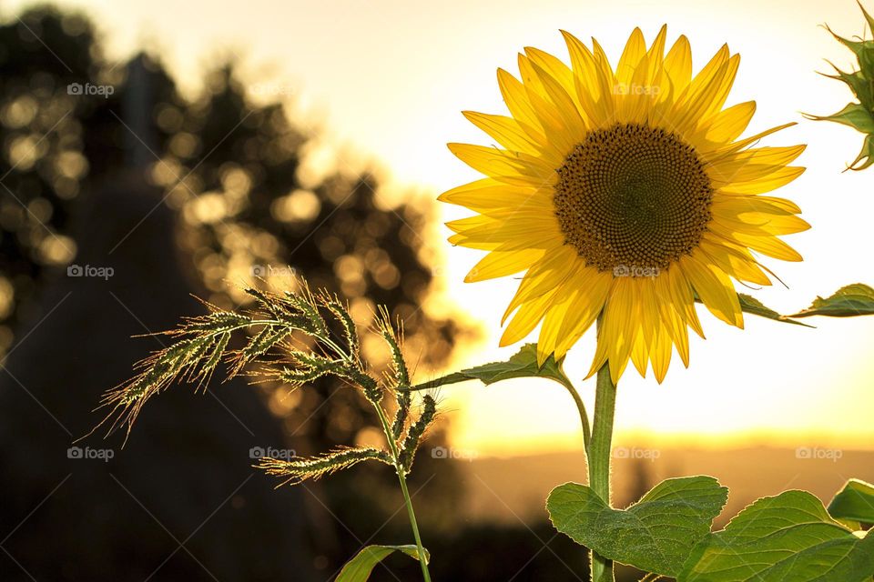 Sunflower during Sunset