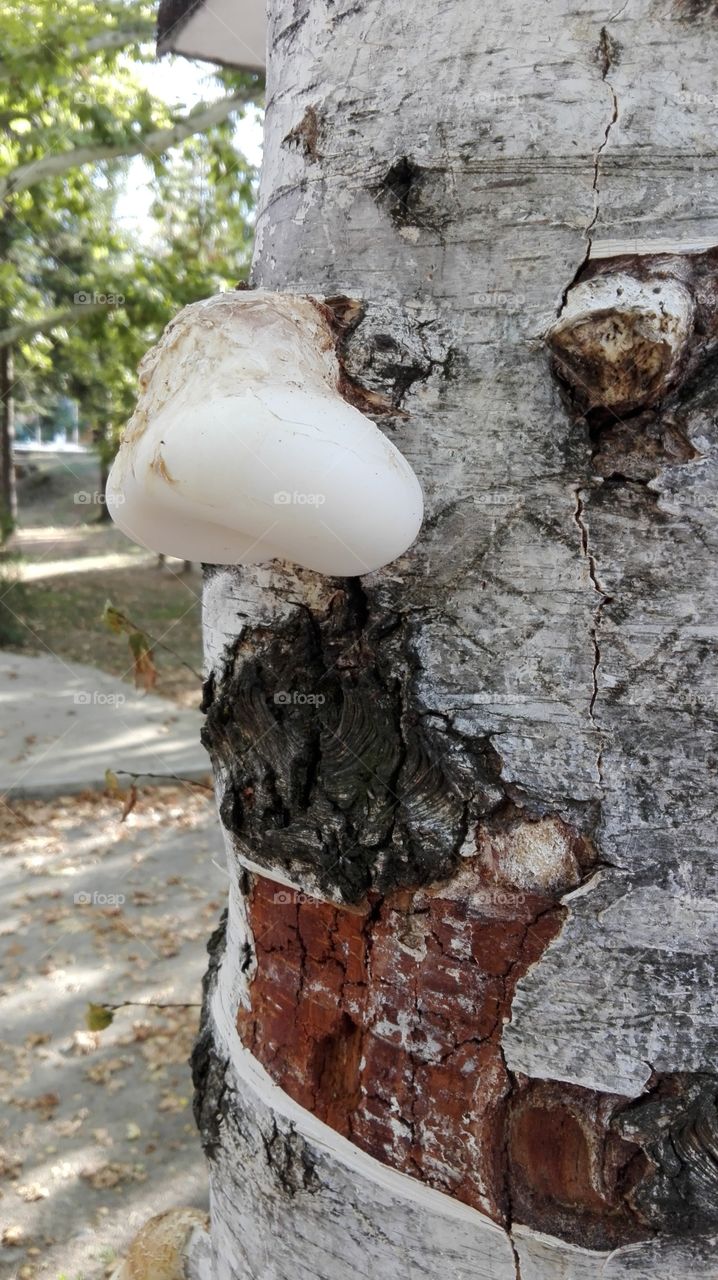 Mushroom, tree