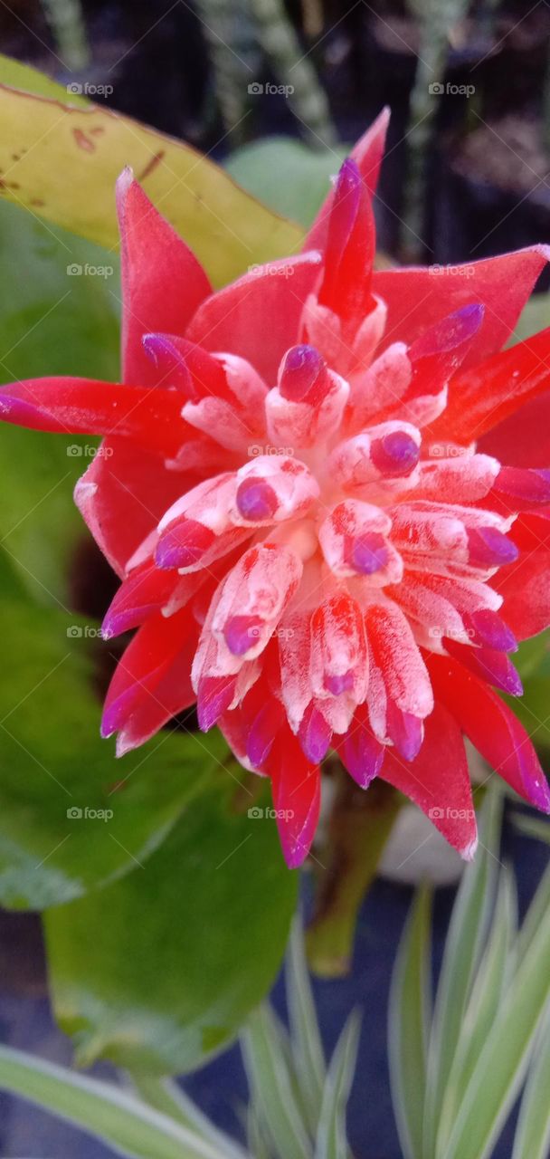 Bromeliad Flower 05