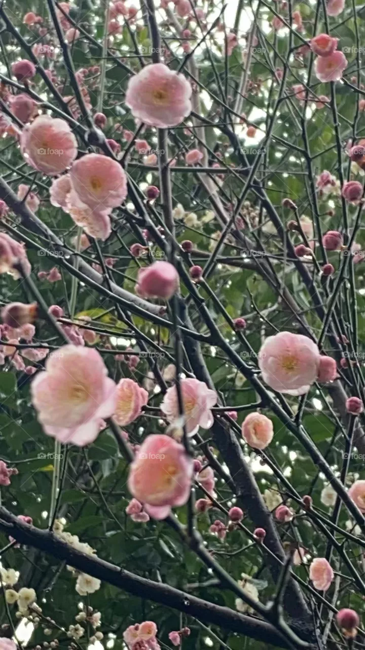Spring Beginning