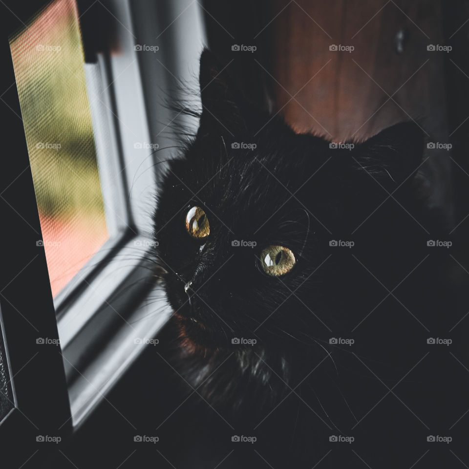 Octavia’s curious stare.