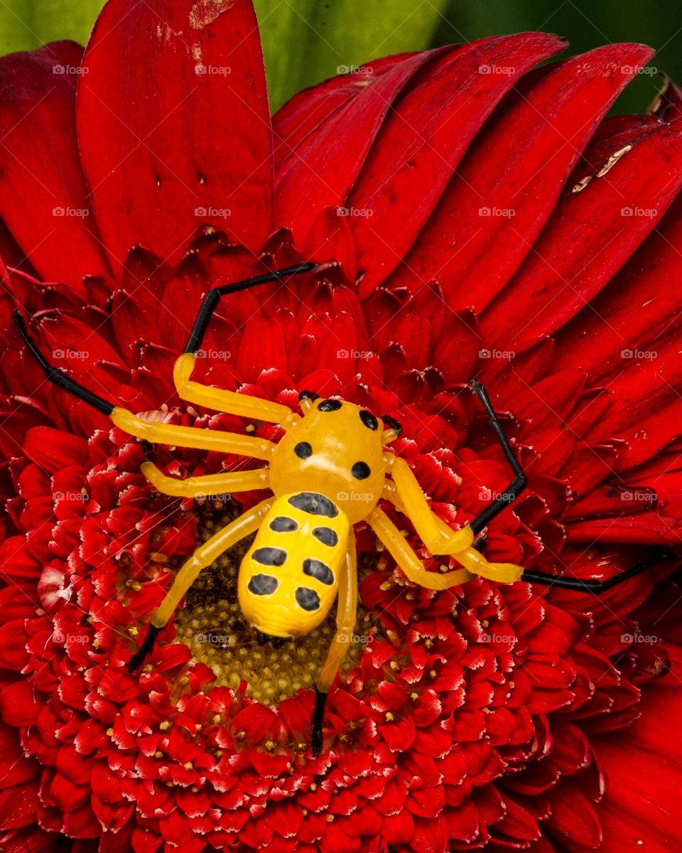 Spotted crab spider
