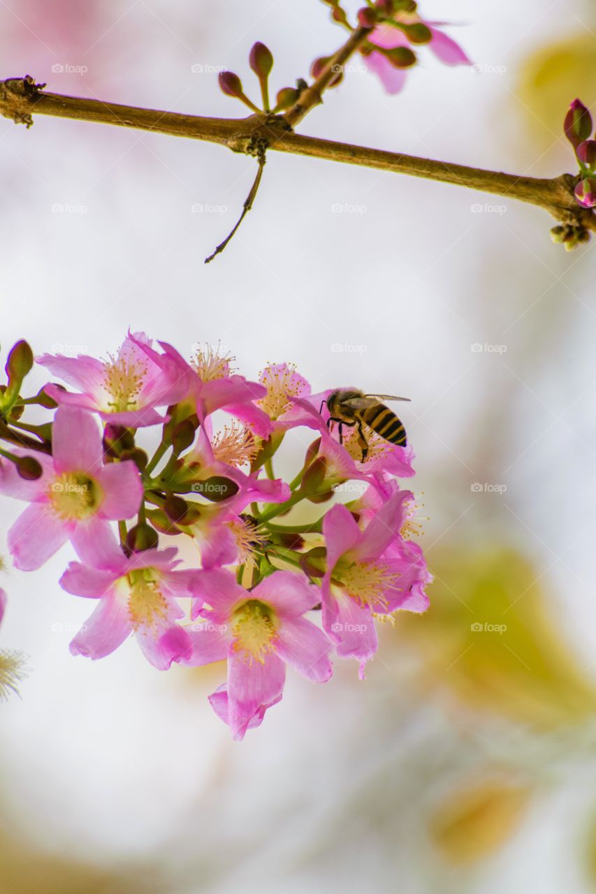 Bee and pink blossom flowers
