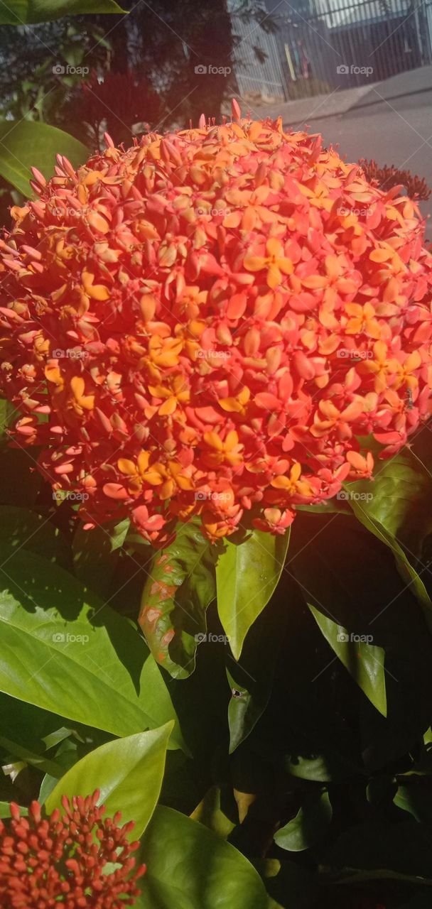 Ixora flower 2