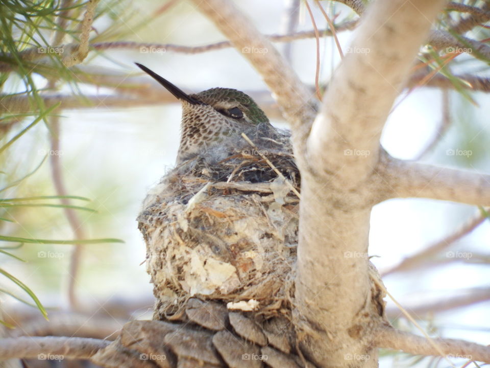 Hummingbird sitting on her eggs in the nest.