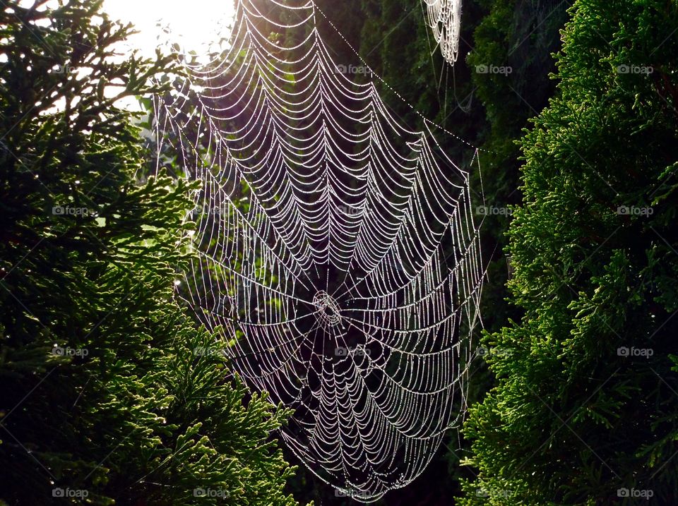 Spider web in the forest