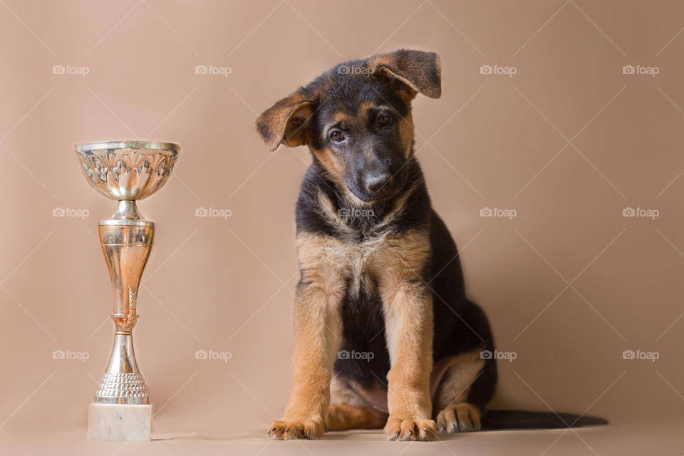 German shepherd puppy on brown background 