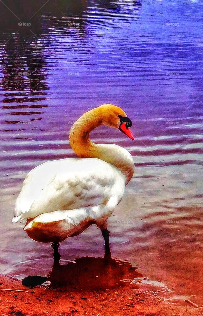 Swan standing by the lake