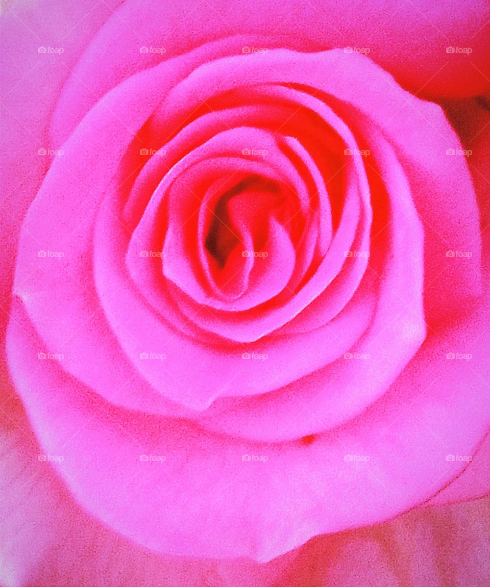 beautiful pink 💕 rose flower 🌺🌻🌹🌷 close up