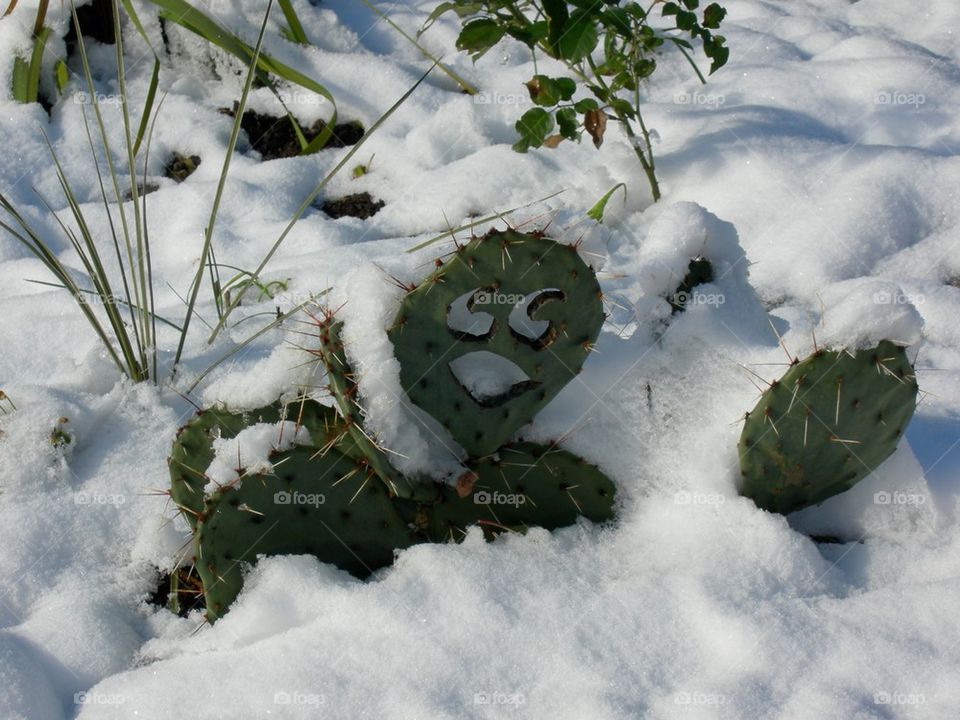 Cold Cactus