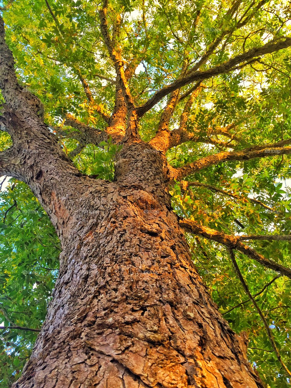 Ever green. Tall short middle pine tree 