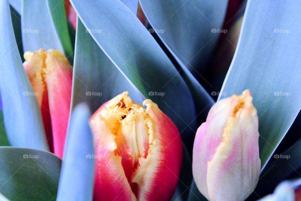 Tulips