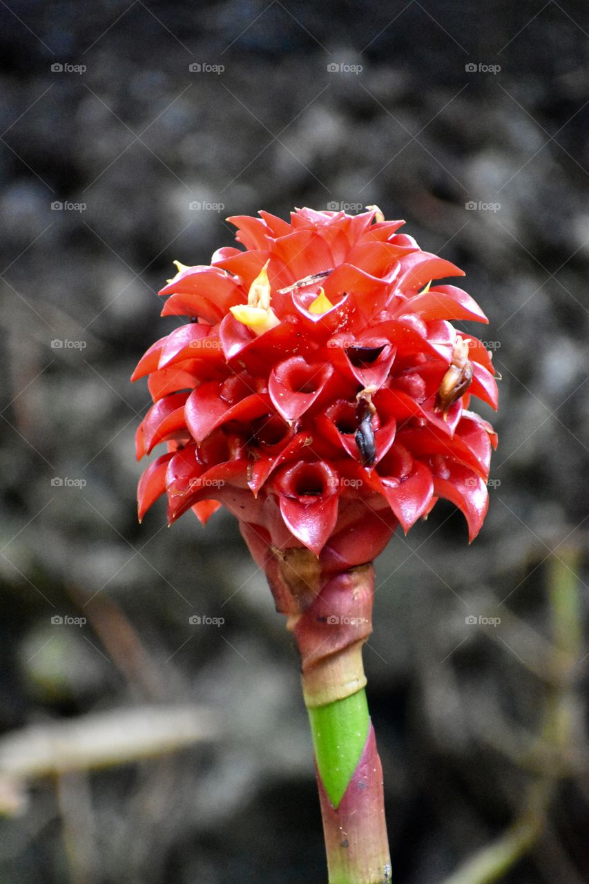 Zingiber zerumbet or pinecone ginger