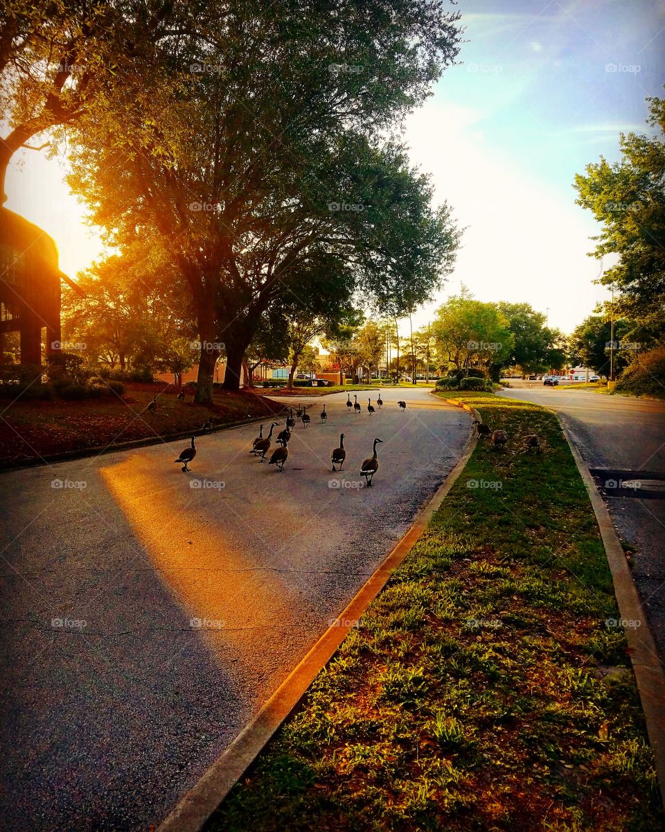 Ducks walking down the road at sunset