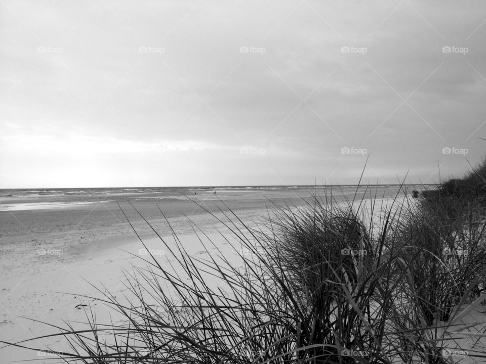 beach grass denmark greyscale by nakj