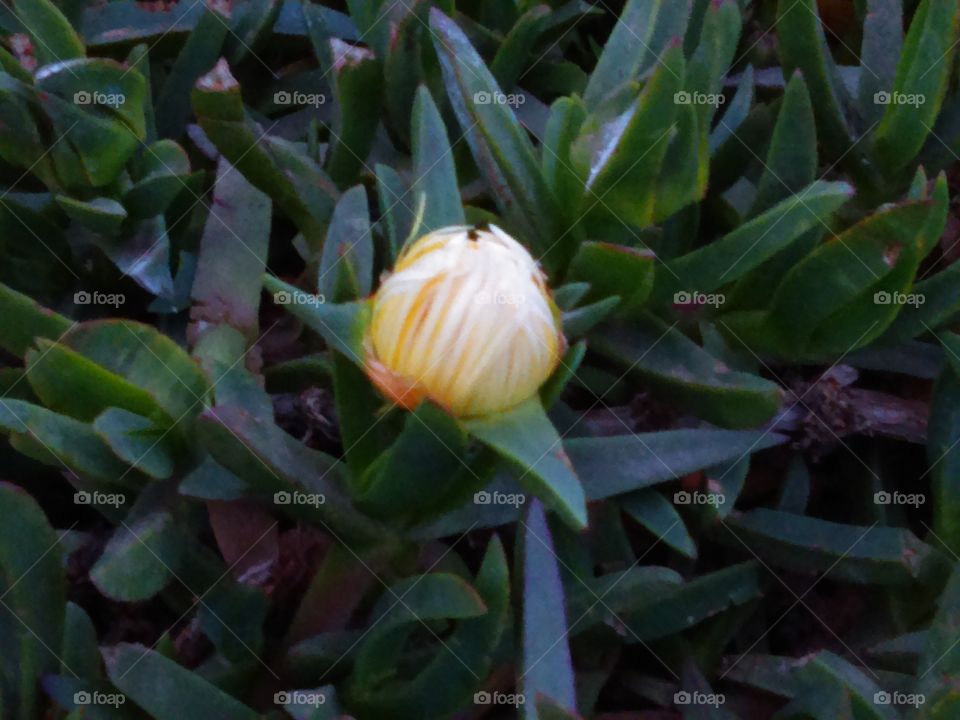 Iceplant with closed petals at dusk