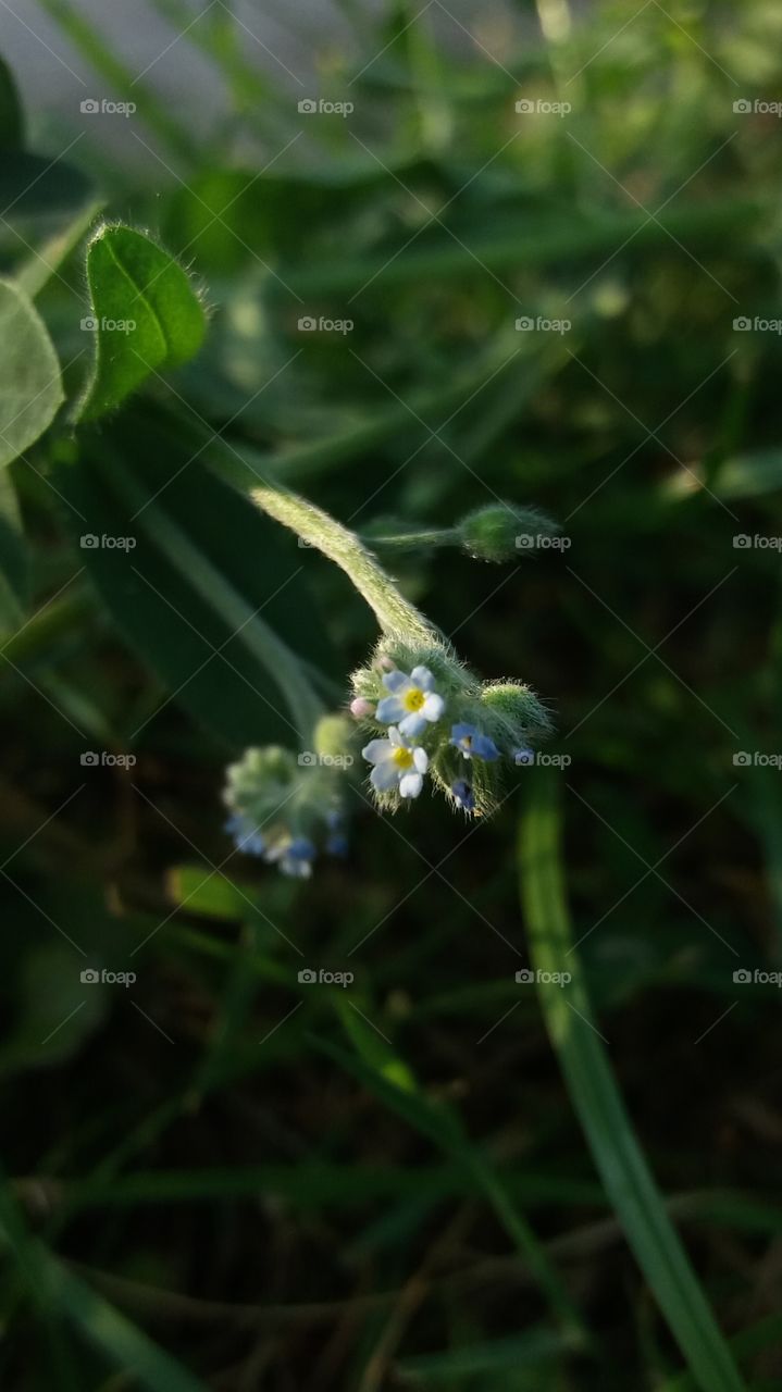 Tiny blue wild blossoms