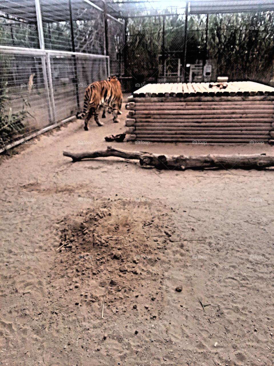tiger walking around