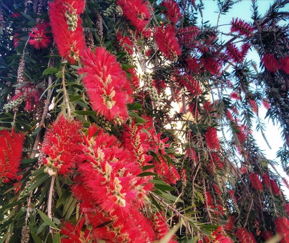 Beautiful tree with red flowers