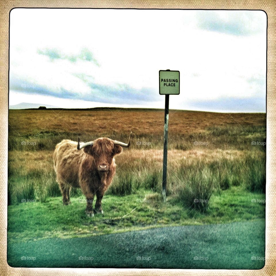 Passing Place . Passing place with highland cattle in foreground